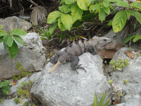 The ruins at the Tulum archealogical site were home to hundreds of iguanas basking in the sun. Many of them had scales missing from their tails.