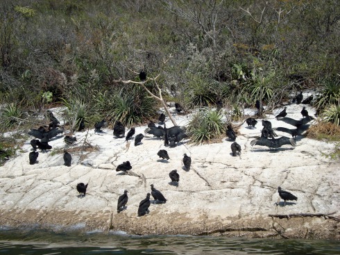 Flocks of vulture-like scavengers were on the river bank drying their wings in the sun.