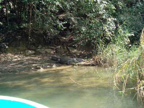 One of the huge crocodiles we saw along the way.