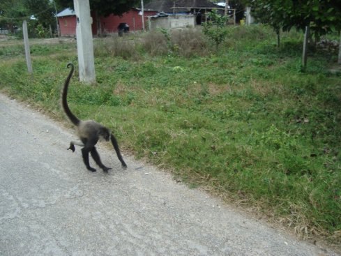 The spider monkey who ran right by us in the village.