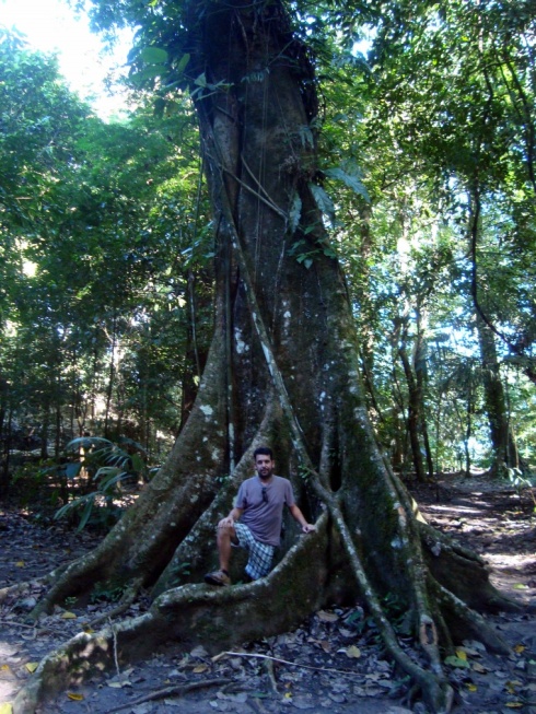 Rick with one of the many huge trees dotted around the site, similar to those in Angkor Wat, Cambodia.