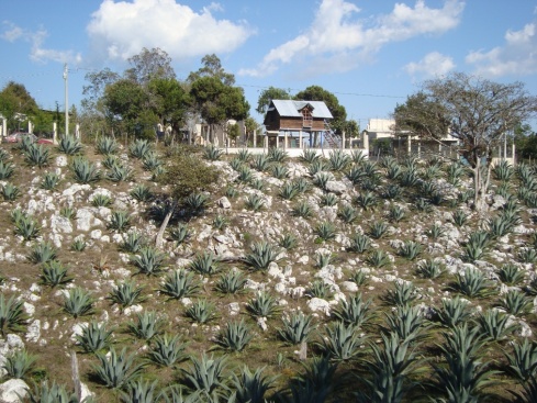 We passed by this agave plantation. For all of you who have never seen where tequila comes from, it's made from this cactus-type of plant.