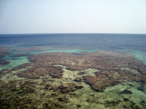 Some of the coral reef around the island. Calm, clear waters are perfect for snorkeling.