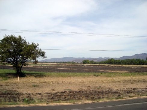 Burnt fields on the way back to Leon.