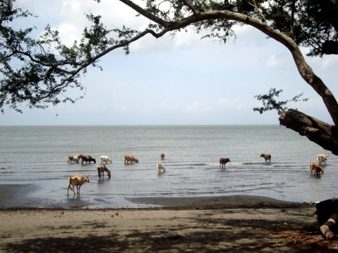 A herd of cows having a drink in the lake.