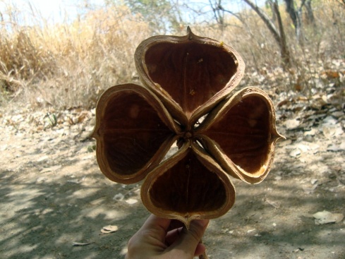 A huge nut shell we found while in the Chaco Verde park.