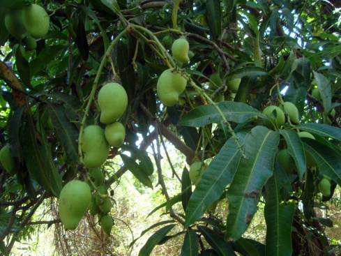 Mangoes are everywhere on Ometepe. 