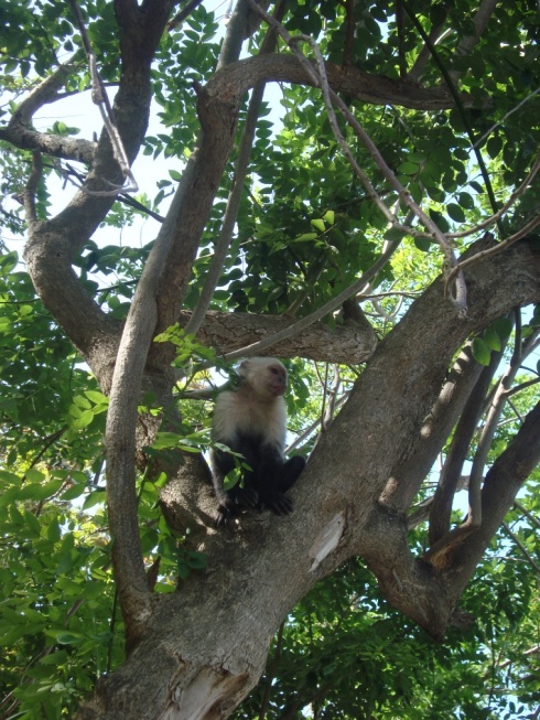 'Mono cara blanca' or White-faced Capuchin monkey.