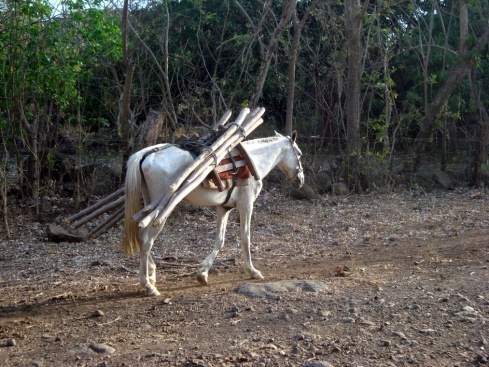 A working horse.