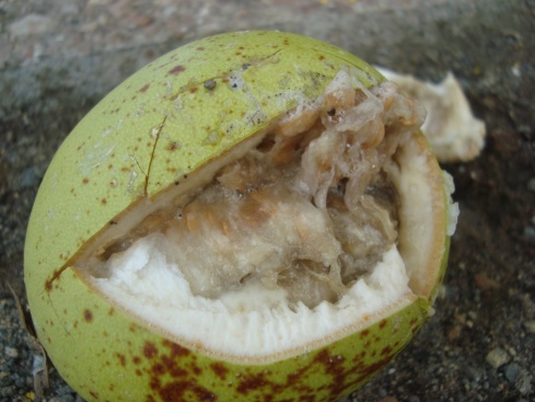 The fruit. Maracuya or passionfruit. This species had a really hard shell.