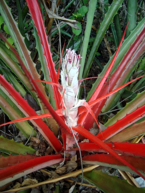 These beautiful spiked plants lined the road heading up to the crater of Volcan Masaya