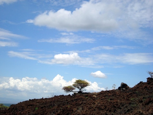 A lone tree grows out of an old lava flow.