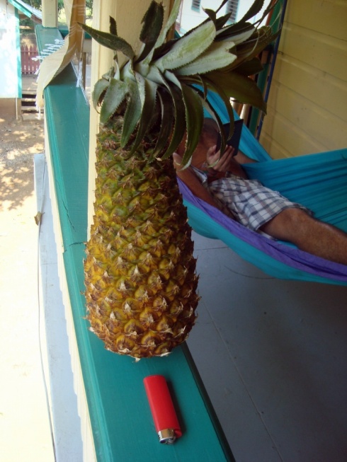 Huge pineapple, Utila, Bay Islands, Honduras.