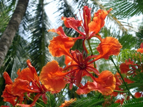 The flowers brightened up many parts of the Central American scenery.