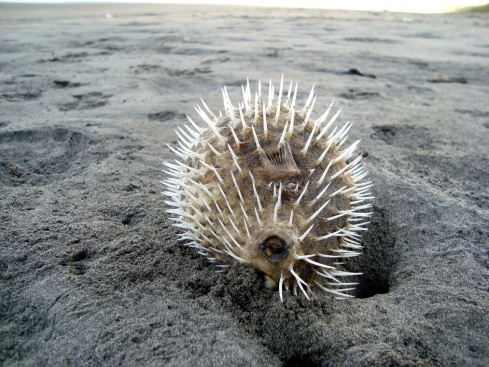 The skeleton of a puffer fish.