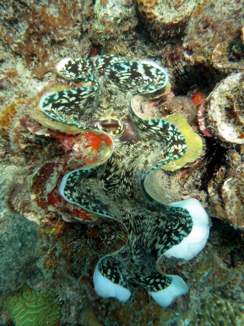 A beautiful clam.