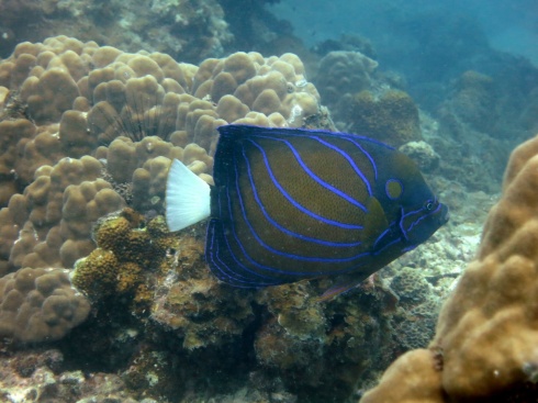 I never get tired of these beautiful Blue Ringed Angelfish.