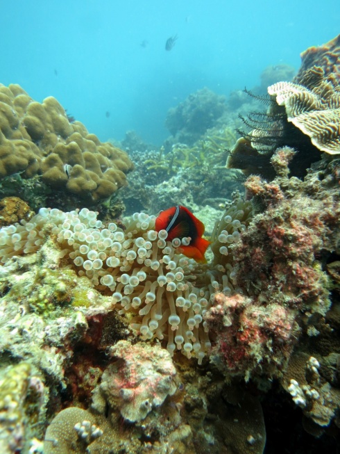 Another retty anemone fish.