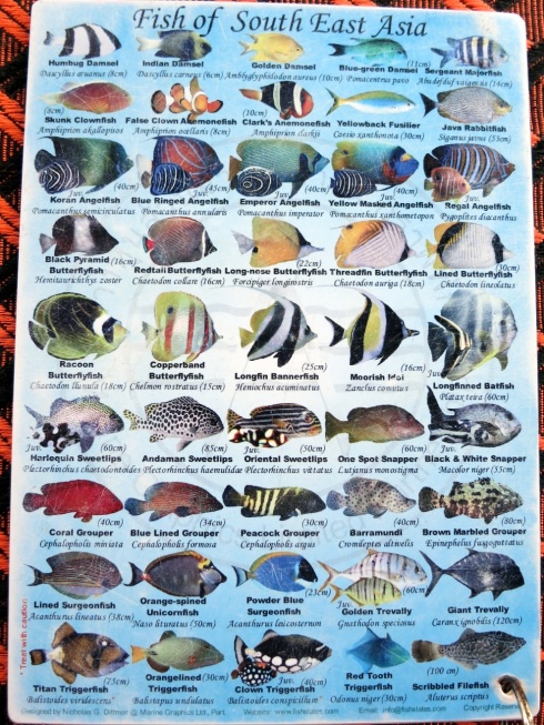 Some of the beautiful tropical fish found in these waters.