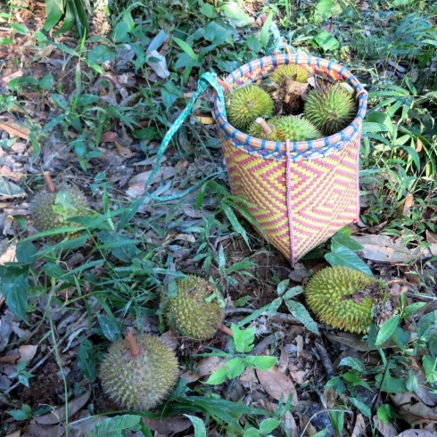 Lots and lots of fruit. These are durians and "likat" (another type of durian).