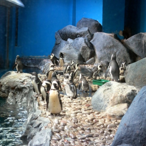 Penguins at Underwater world.