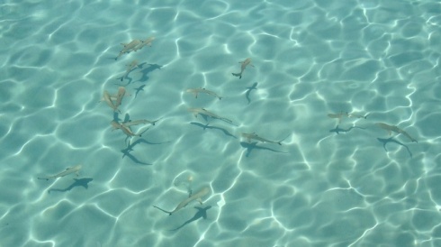 Baby black tip reef sharks circling in the clear shallow water.
