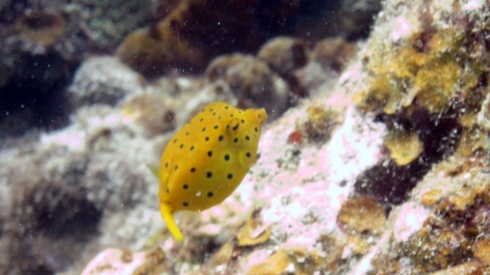 A tiny yellow-spotted boxfish.
