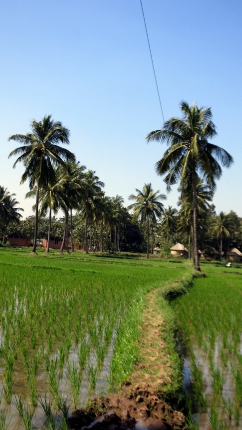 The paddy fields just next to the guesthouse.