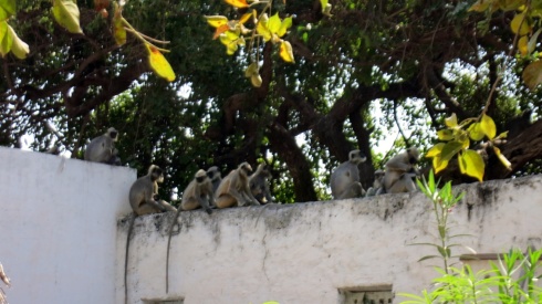 A troop of monnkeys in Anegundi.
