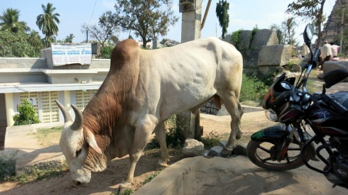 A massive bull in Hampi Bazaar.