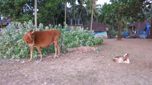 A cow and her one-day old calf right outside our room!