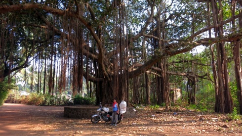 Stopping at a huge banyan tree that was growing in the road leading to the beach.
