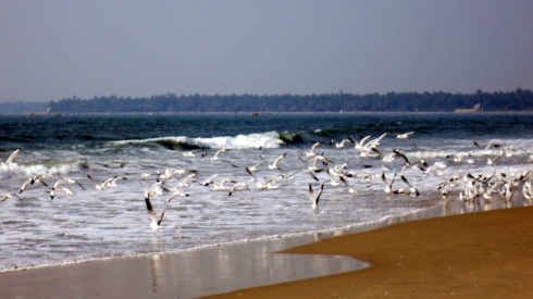 Sea birds taking a break on the shoreline.