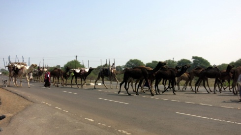 The juvenile camels bringing up the rear of the convoy.