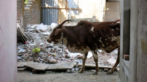 A cow roaming the backstreets of Maheshwar.