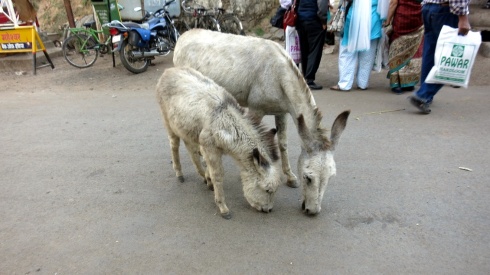 Donkeys in the street.