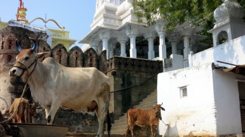 Huge cows near a temple.