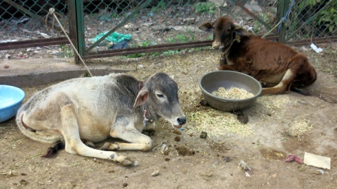 Young cow and buffalo calves.