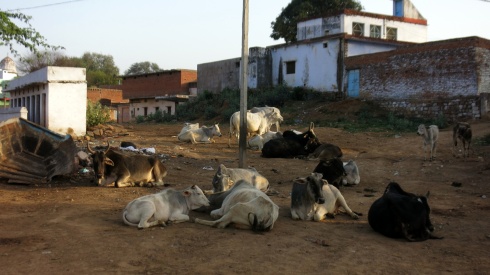 Cows taking a break along Ram Ghat.
